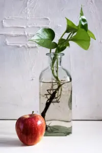 how to propagate pothos