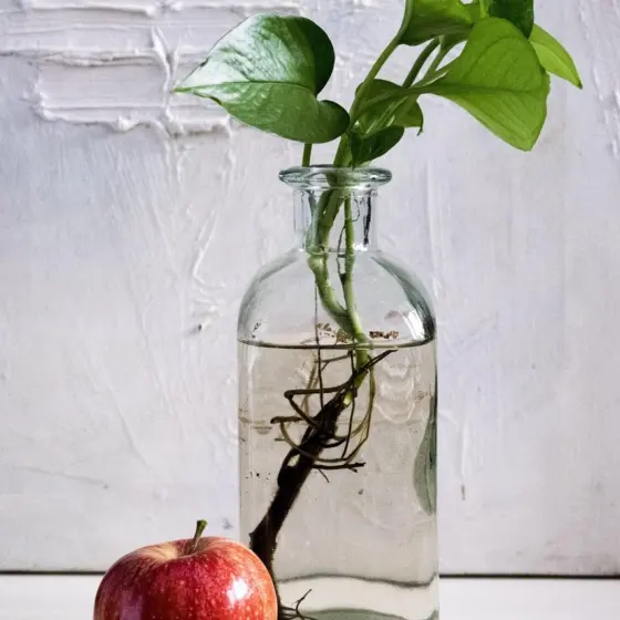 How To Propagate Pothos: 3 Easy Methods For Fast, Healthy Cuttings (2026)