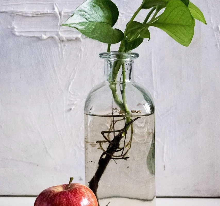 how to propagate pothos