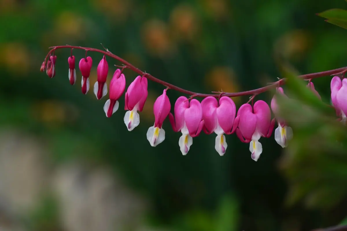 perennials for shade that bloom all summer