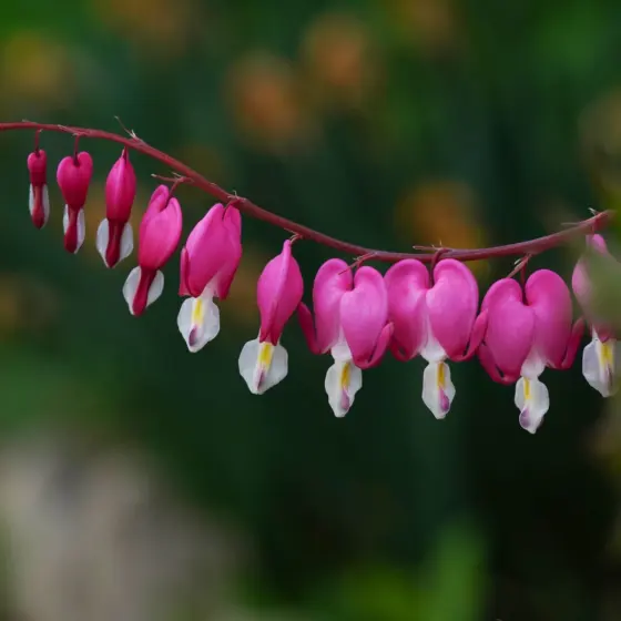 Shade-Savvy Perennials That Bloom All Summer: 2026 Guide To Bright, Low-Light Borders