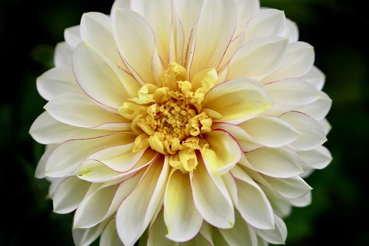 when to plant dahlia bulbs