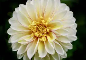 when to plant dahlia bulbs
