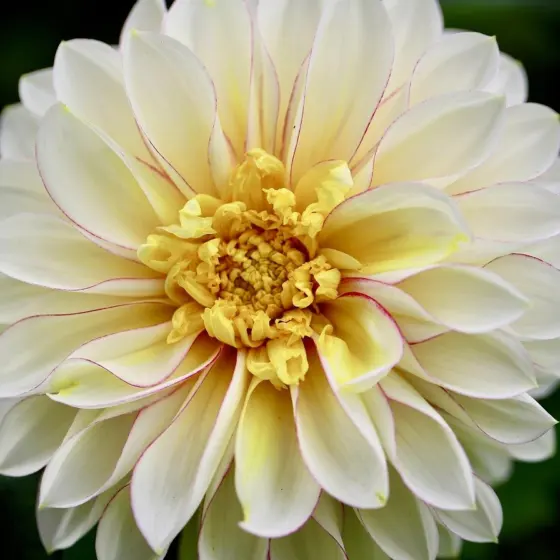 When To Plant Dahlia Bulbs: Timing Tips For Bigger Blooms In Your Zone (2026)