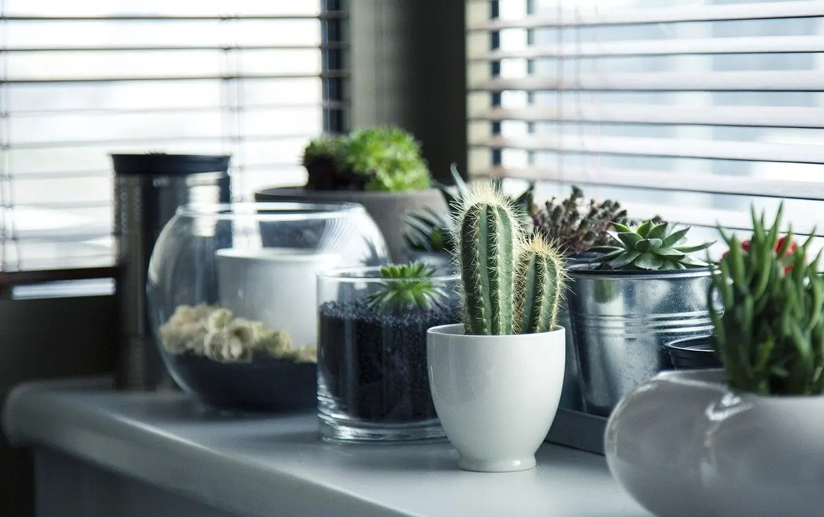 how to grow succulents