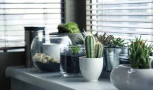 how to grow succulents