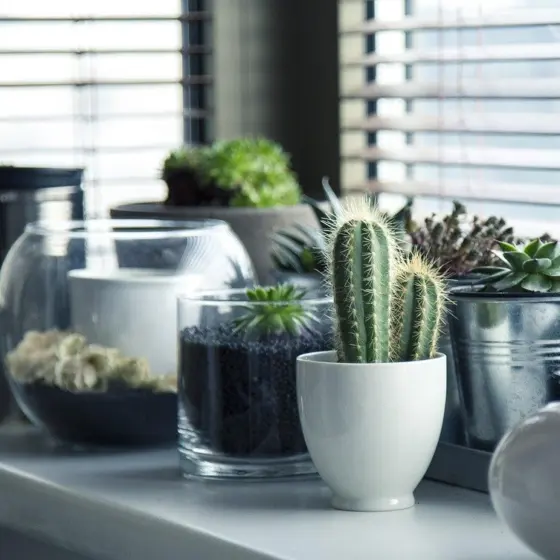 How To Grow Succulents: Easy Steps To Thriving Plants In 2026