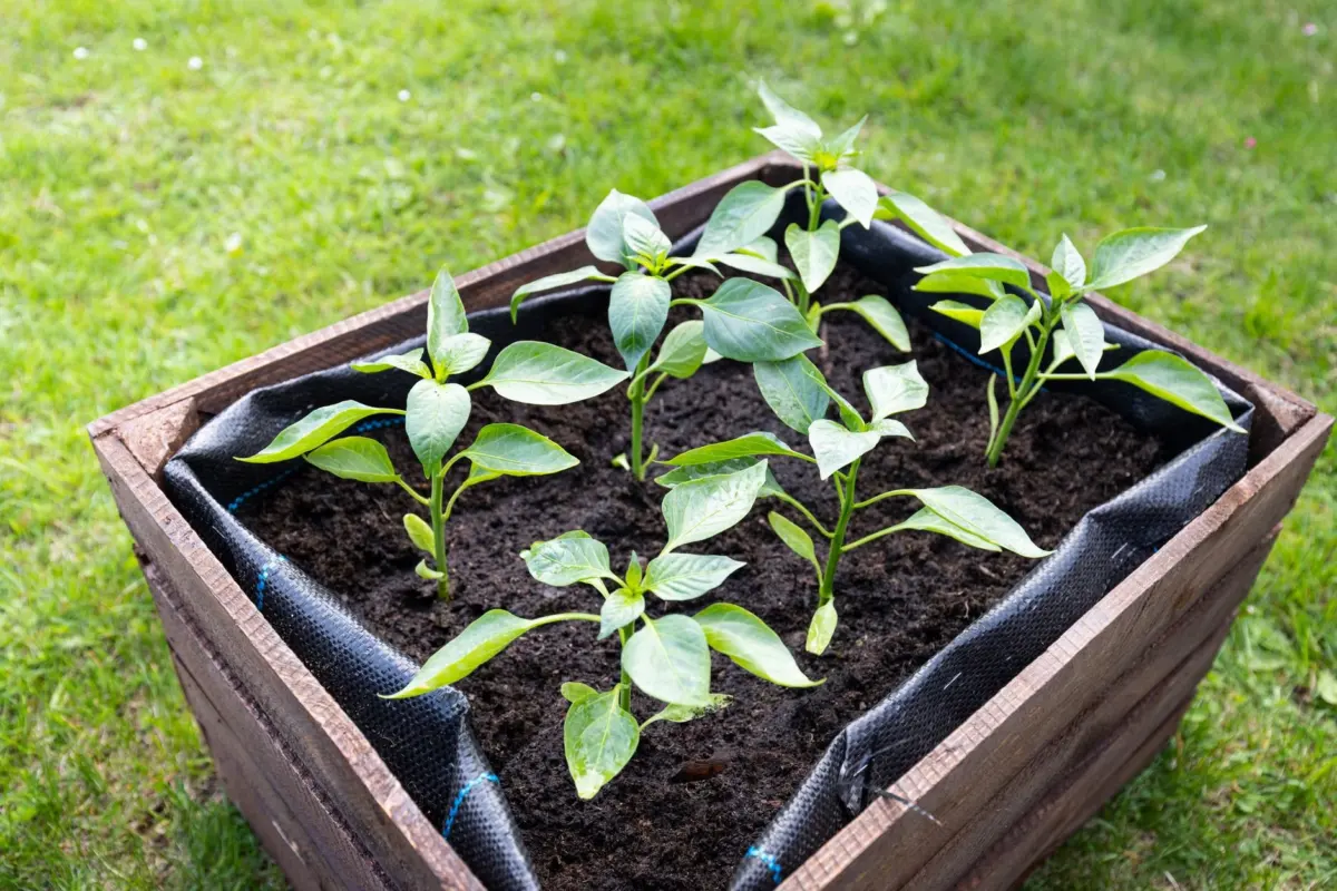 cheap raised garden bed ideas