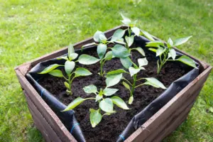 cheap raised garden bed ideas