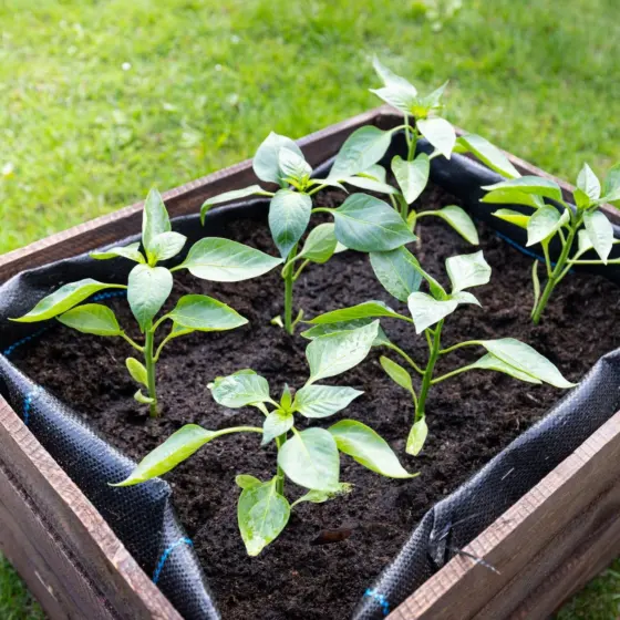 Cheap Raised Garden Bed Ideas: 10 Budget-Friendly Builds For Small Spaces In 2026