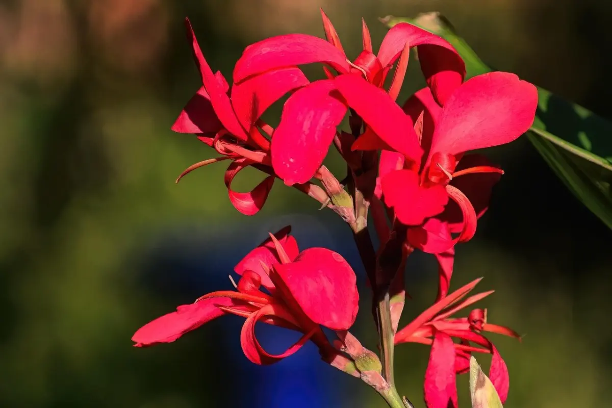 when to plant canna bulbs