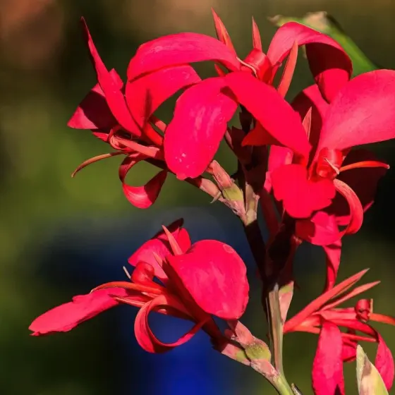 When To Plant Canna Bulbs: The Smart Guide To Timing, Planting, And Season-Long Care (2026)