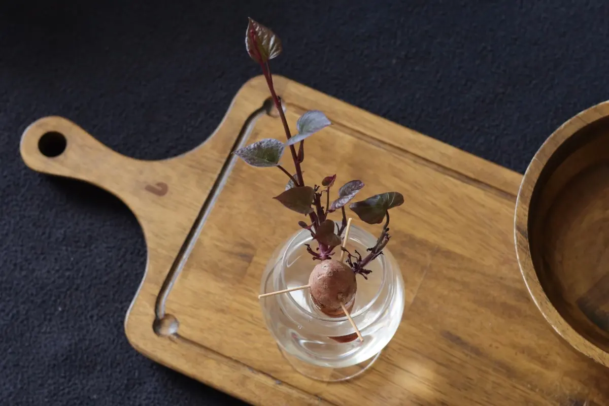 how to grow avocado from pit