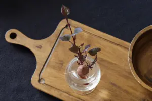 how to grow avocado from pit
