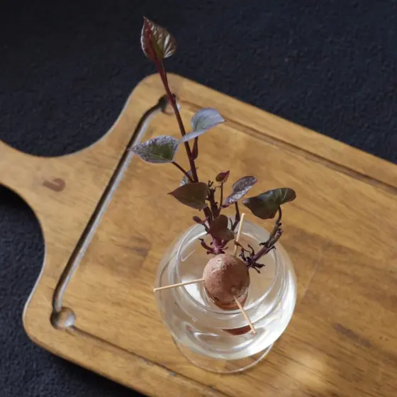 How To Grow An Avocado From A Pit: A Simple Step‑By‑Step Guide For 2026