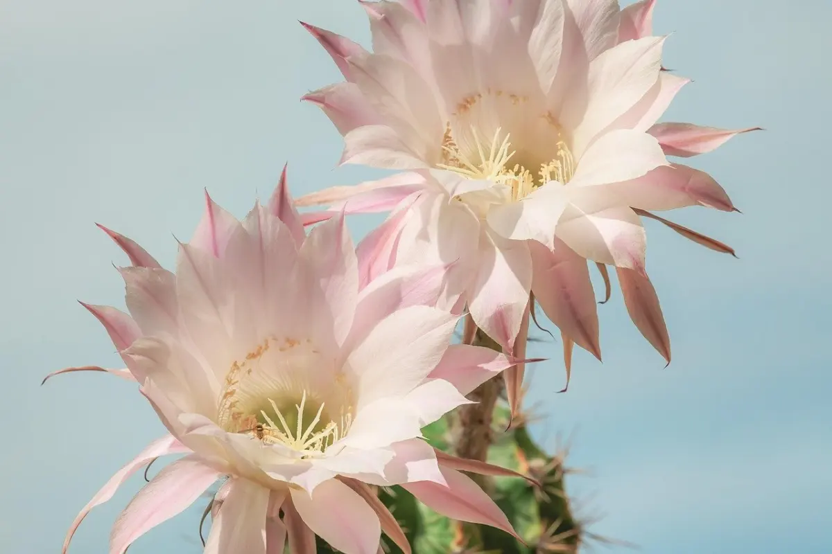 how to grow christmas cactus