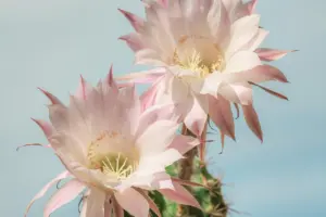 how to grow christmas cactus