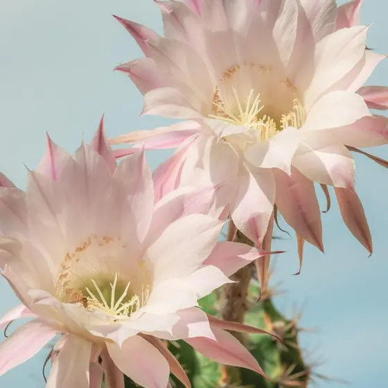 How To Grow A Christmas Cactus: Easy Care Tips For Bigger Blooms In 2026