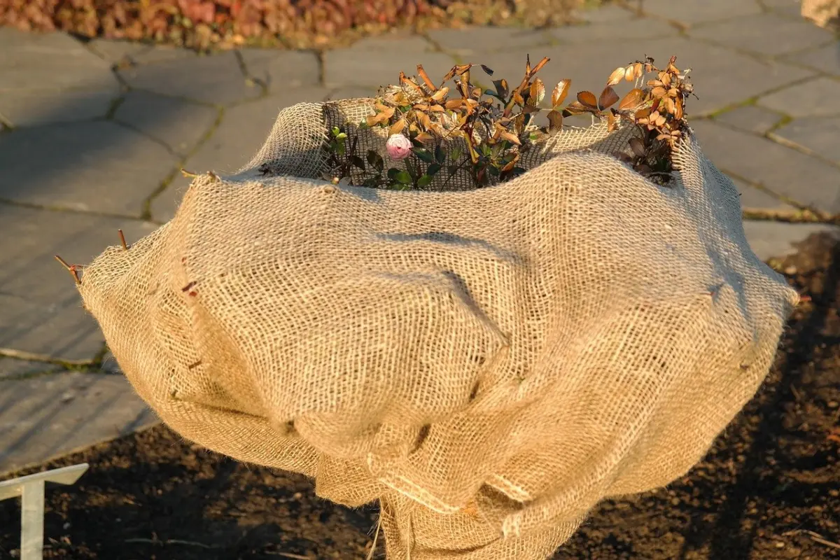 how to winterize hydrangeas