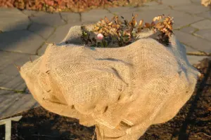 how to winterize hydrangeas