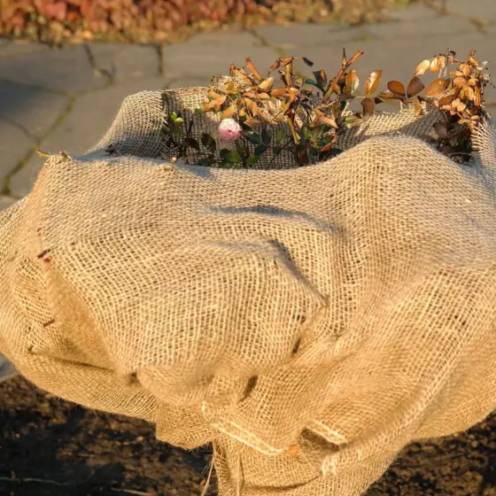 How To Winterize Hydrangeas: Protect Blooms And Roots This Winter (Step‑By‑Step, Zone Tips)