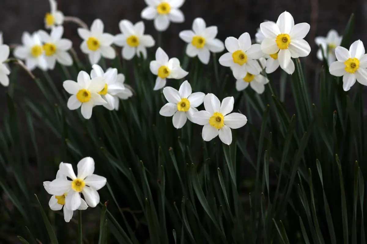 when to plant daffodil bulbs