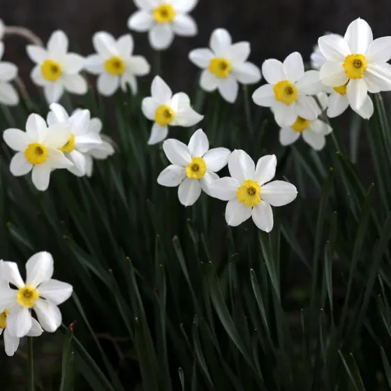 When To Plant Daffodil Bulbs: The Simple 2026 Guide To Timing For Bigger Blooms