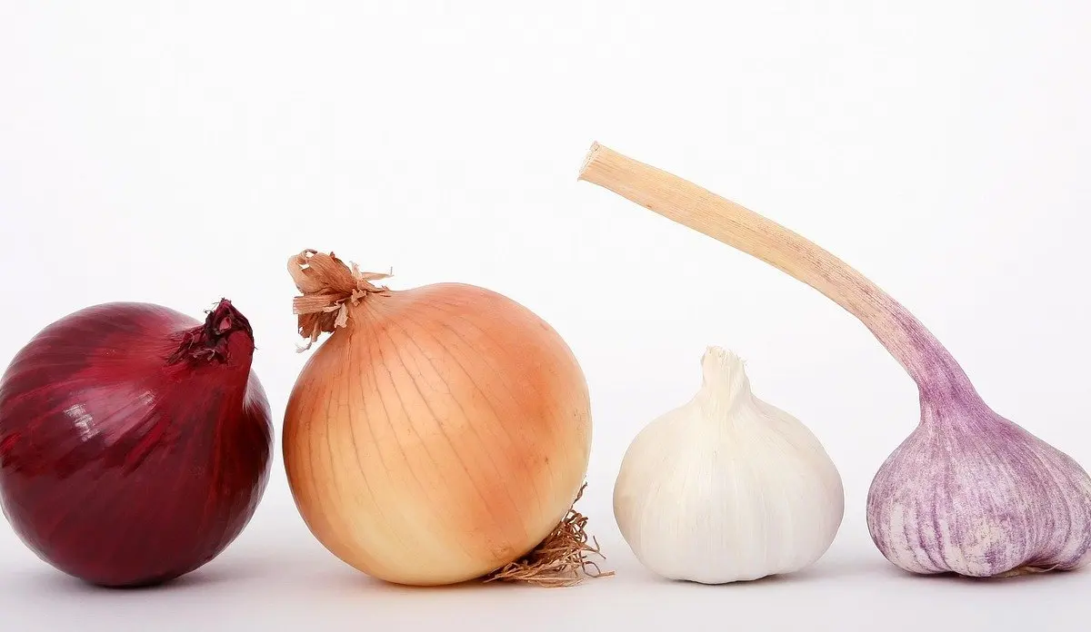 when to plant amaryllis bulbs