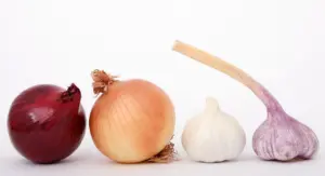 when to plant amaryllis bulbs
