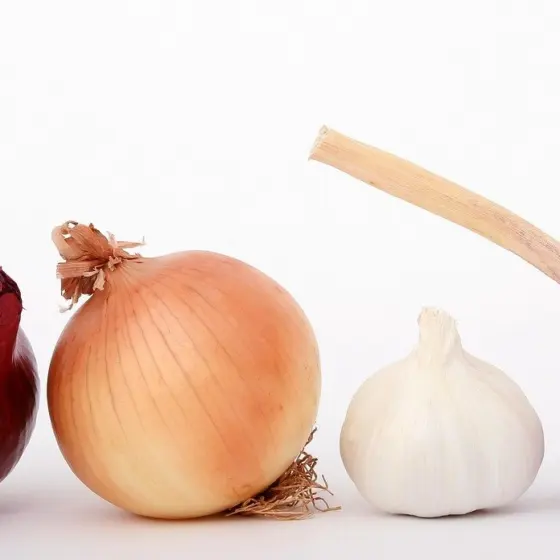 When To Plant Amaryllis Bulbs: The Best Timing For Big Holiday Blooms (2026 Guide)