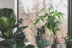how to grow money tree