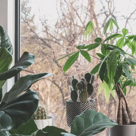 How To Grow A Healthy Money Tree: Simple Steps For Bigger, Happier Houseplants In 2026