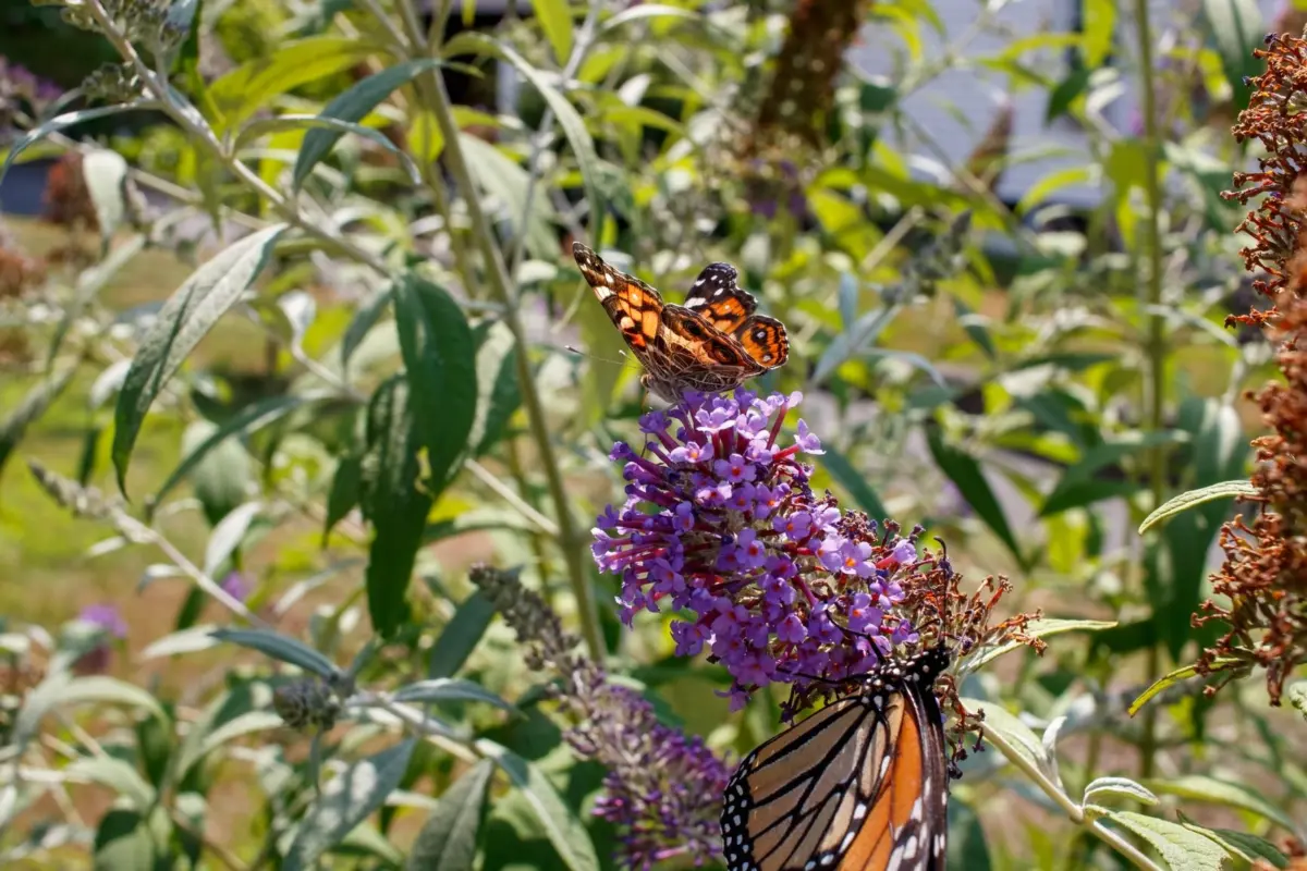 when to plant butterfly bush