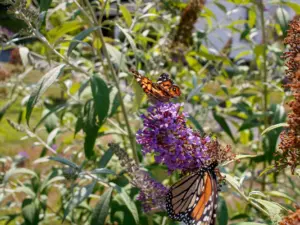 when to plant butterfly bush