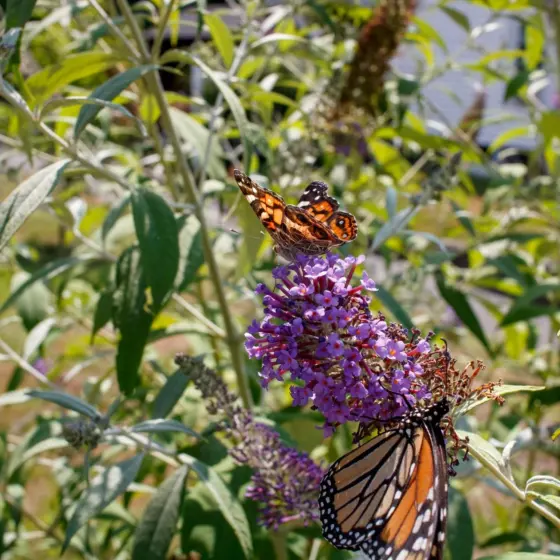 When To Plant Butterfly Bush: The Best Timing By Zone + Seasonal Planting Tips (2026 Guide)