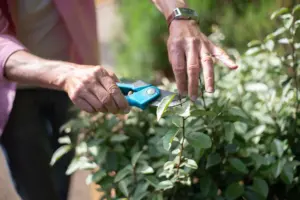 how to prune hydrangea
