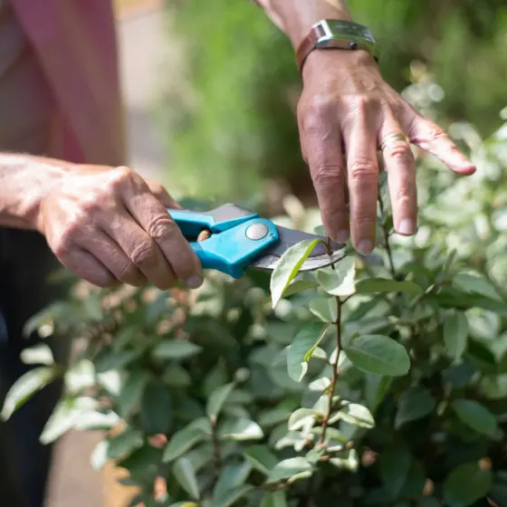 How To Prune Hydrangeas Like A Pro: Timing, Techniques, And Tips (2026 Guide)