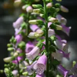 Cottage Garden Plants: 25 Charming Choices And Simple Plans To Plant In 2026