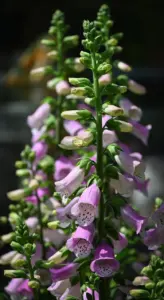 cottage garden plants