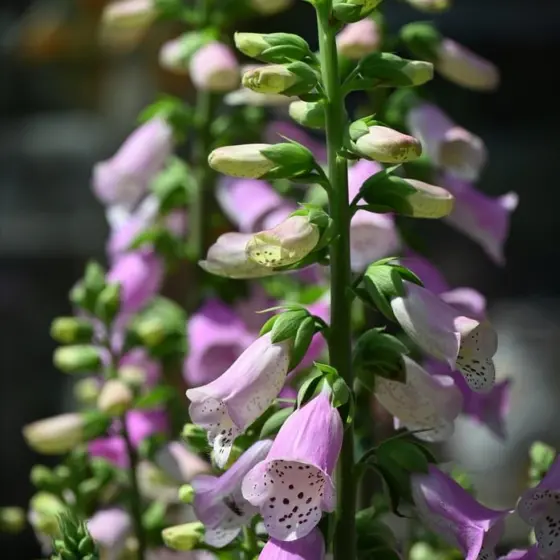Cottage Garden Plants: 25 Charming Choices And Simple Plans To Plant In 2026