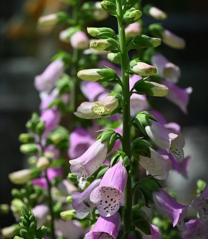 cottage garden plants