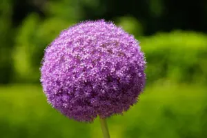 when to plant allium bulbs