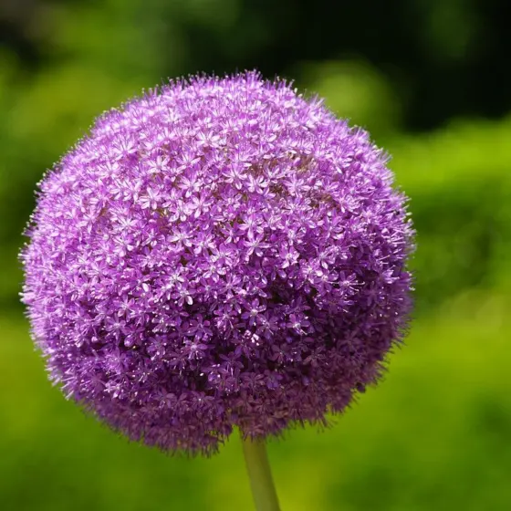 When To Plant Allium Bulbs: The Easy 2026 Guide To Perfect Spring Or Summer Blooms
