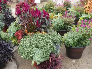 fall planter ideas