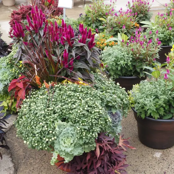 Fall Planter Ideas: 9 Easy, Cozy Designs to Refresh Your Porch in 2026