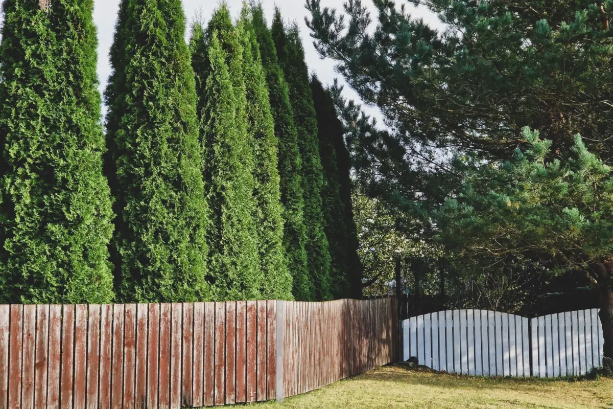 backyard privacy ideas