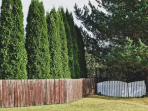 backyard privacy ideas