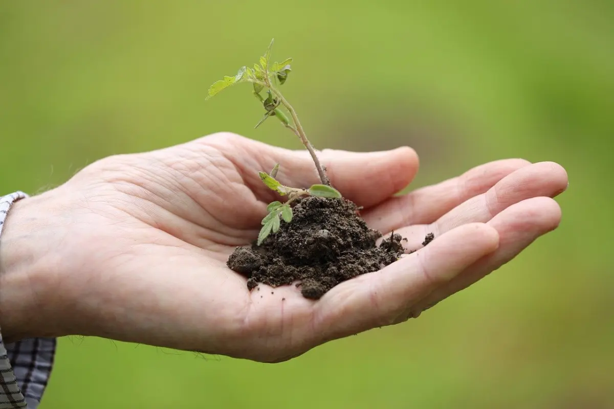 when to plant tomato plants