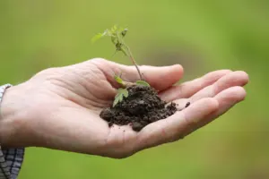 when to plant tomato plants