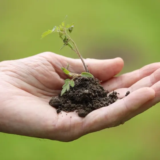 When To Plant Tomato Plants: The Simple Timing Guide To Maximize Yield In Any Zone (2026)